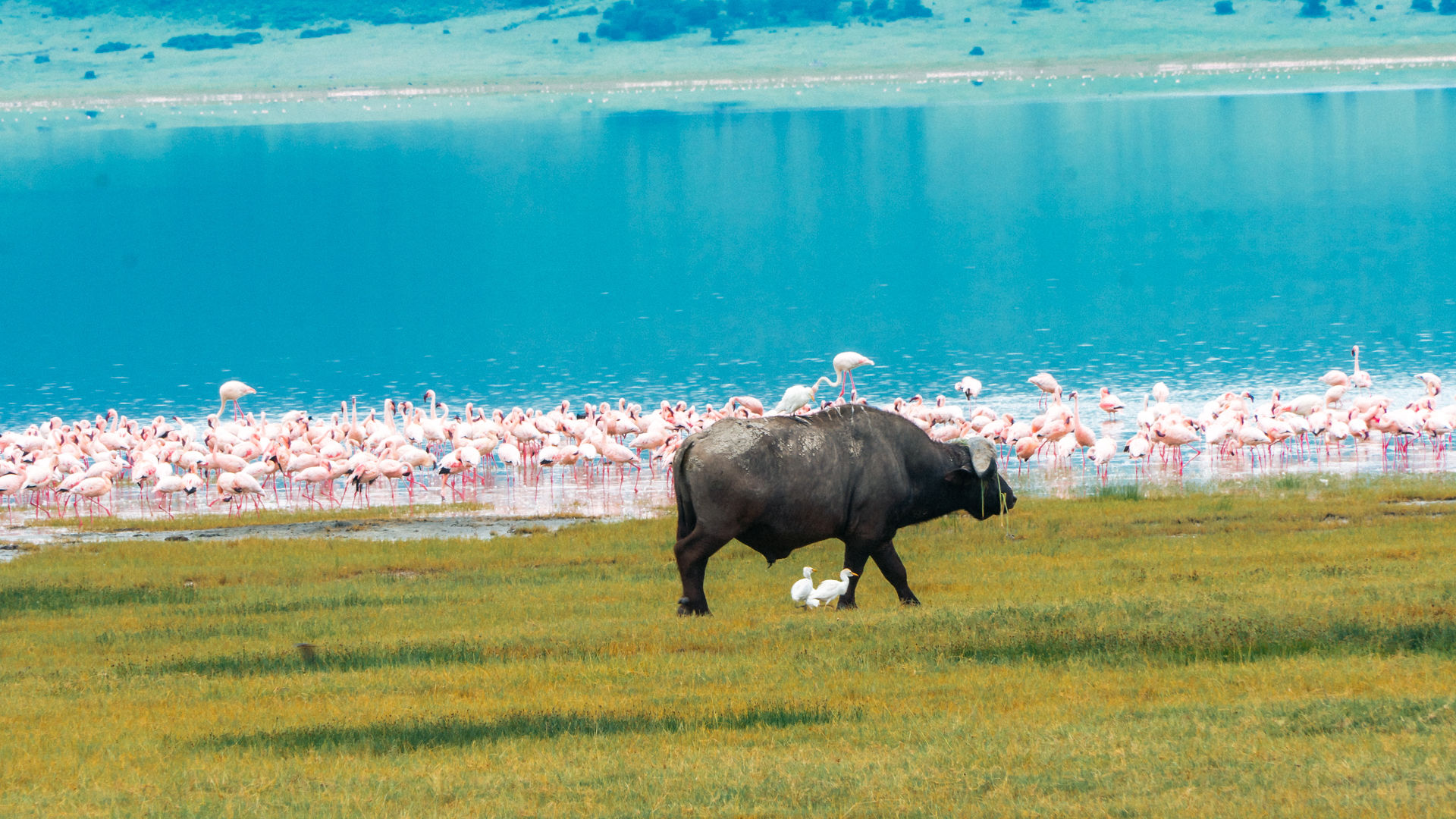 Ngorongoro From Zanzibar