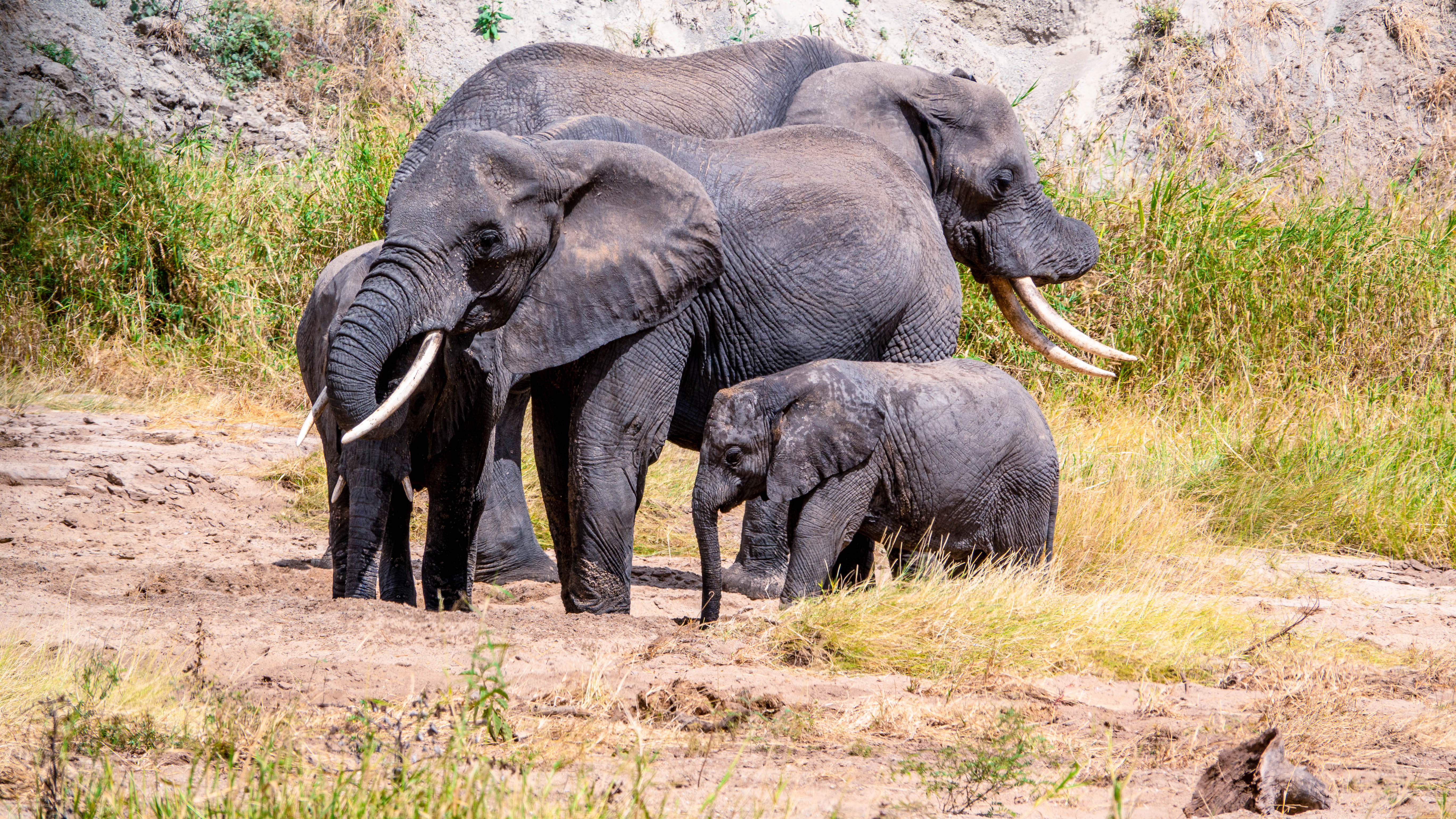 Tarangire Game Drive