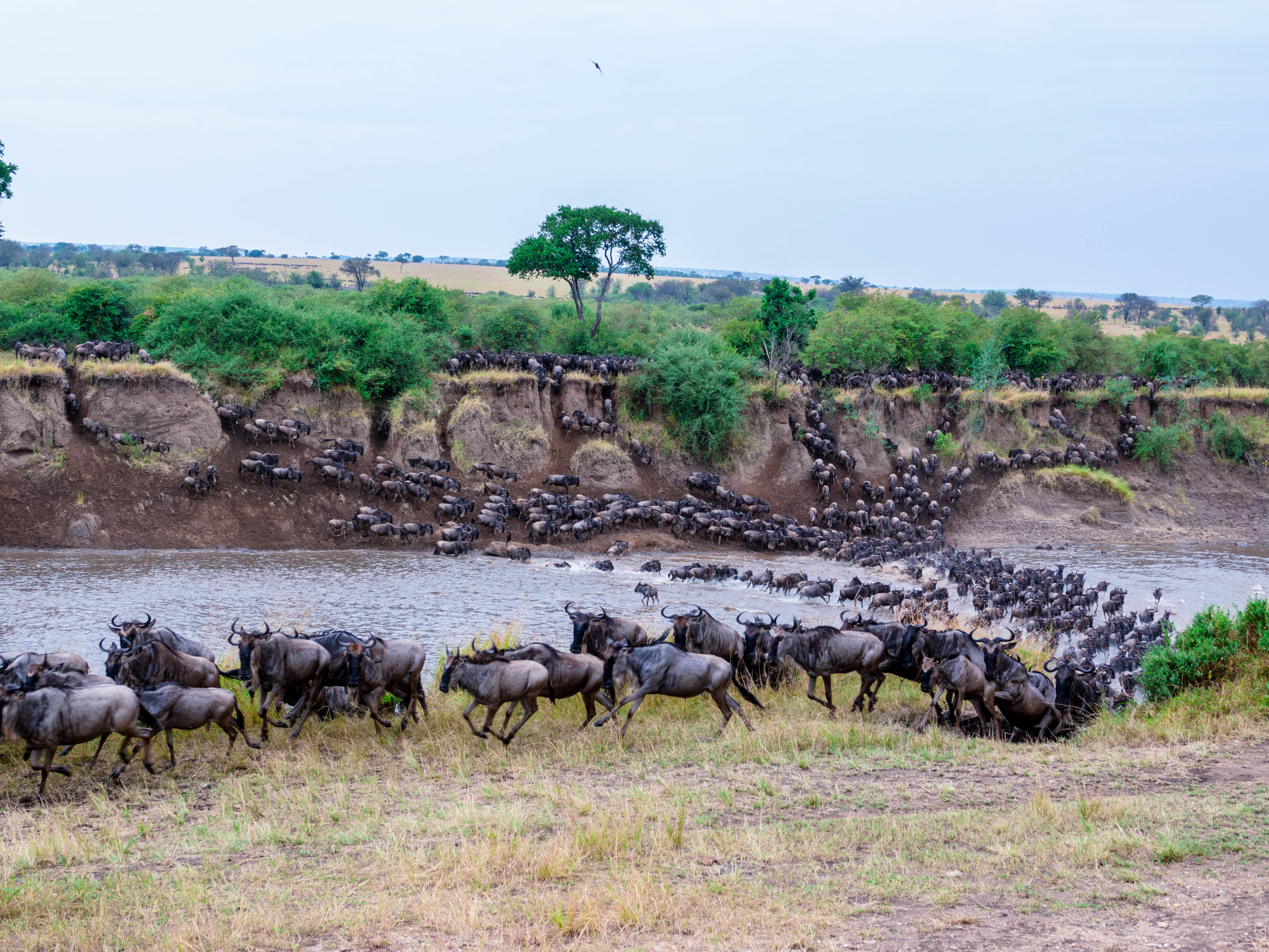 Serengeti Great Migration
