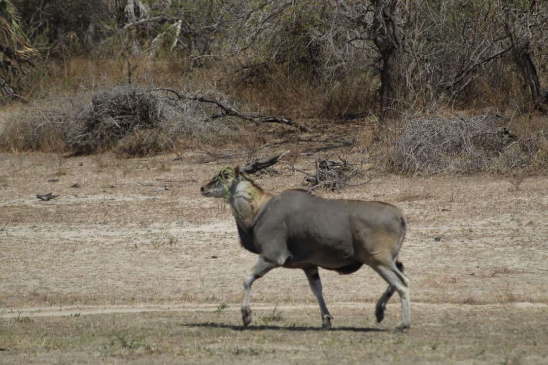 Ruaha Family Safari