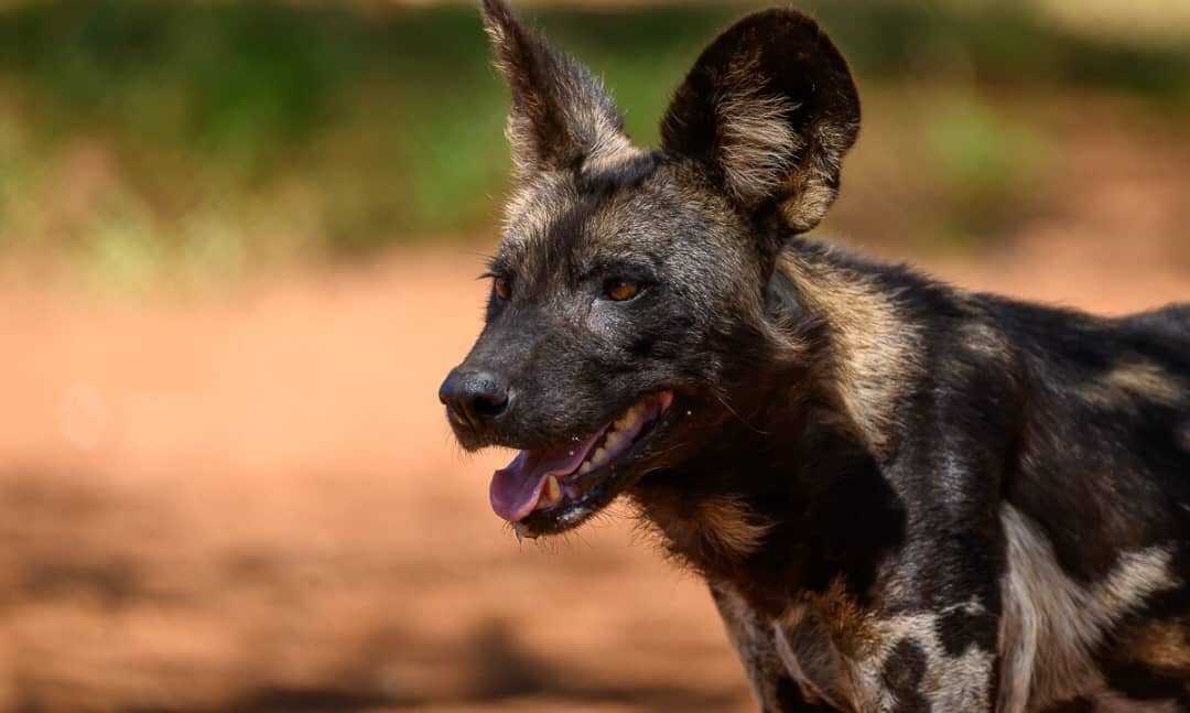 Nyerere Park Luxury Safari