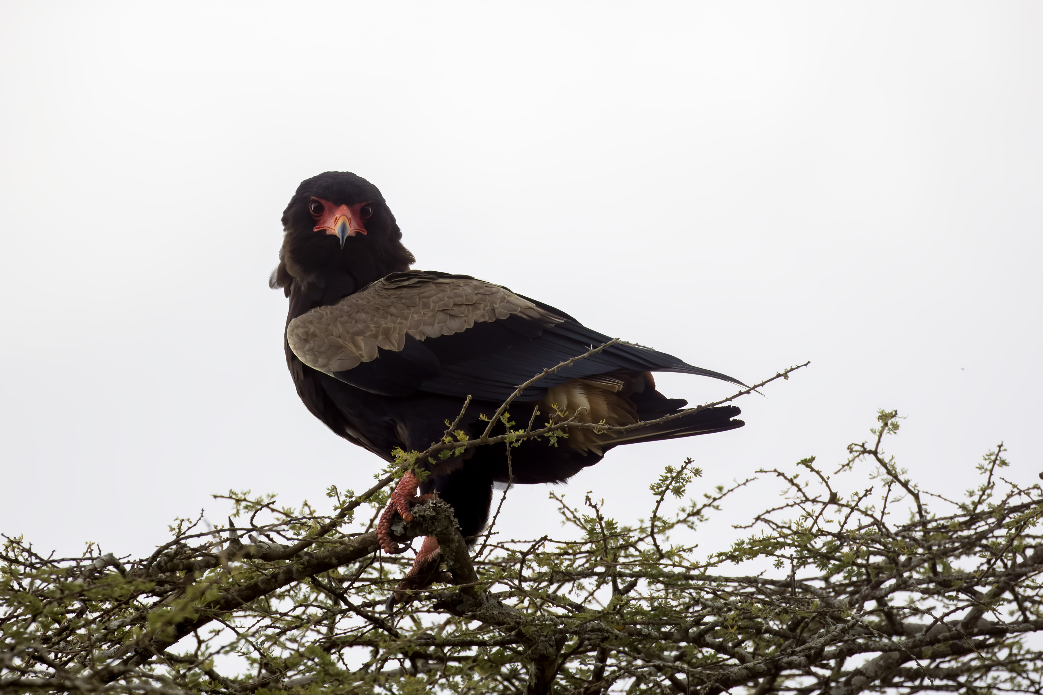 Birdwatching In Mpanga Kipengere