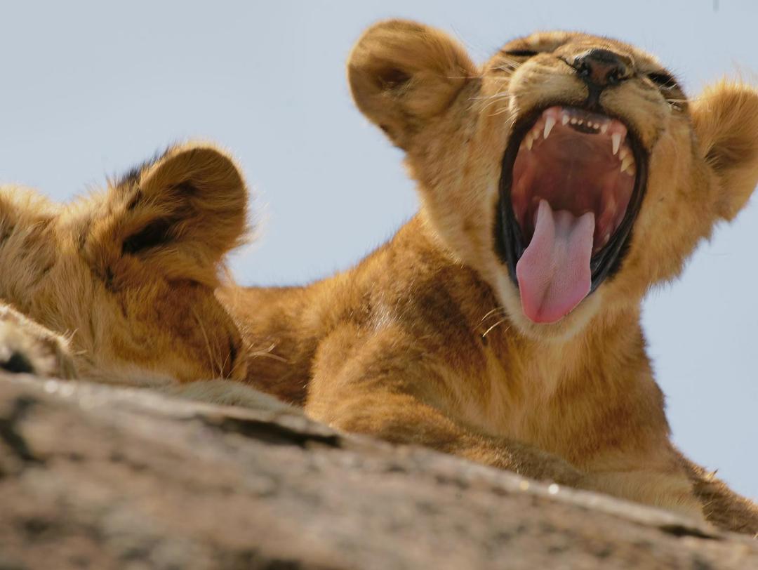 Northern Family Safari