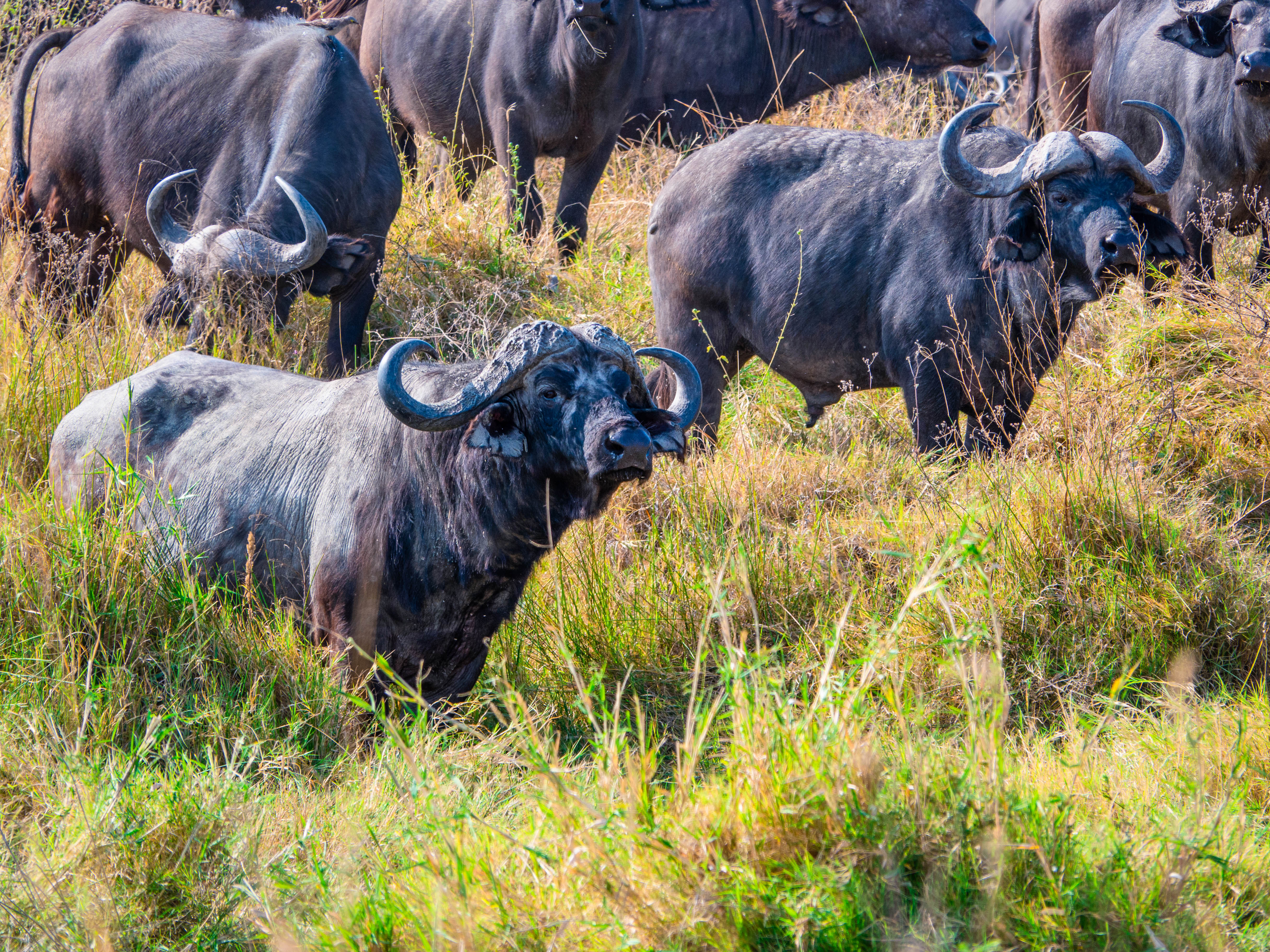 Katavi & Gombe Adventure Safari