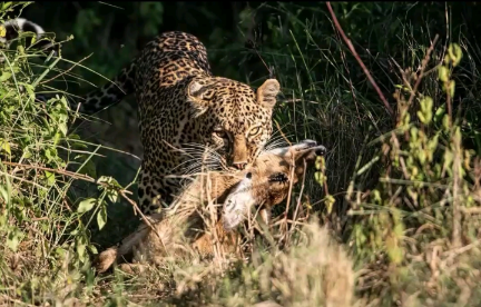 Family Holiday Safaris