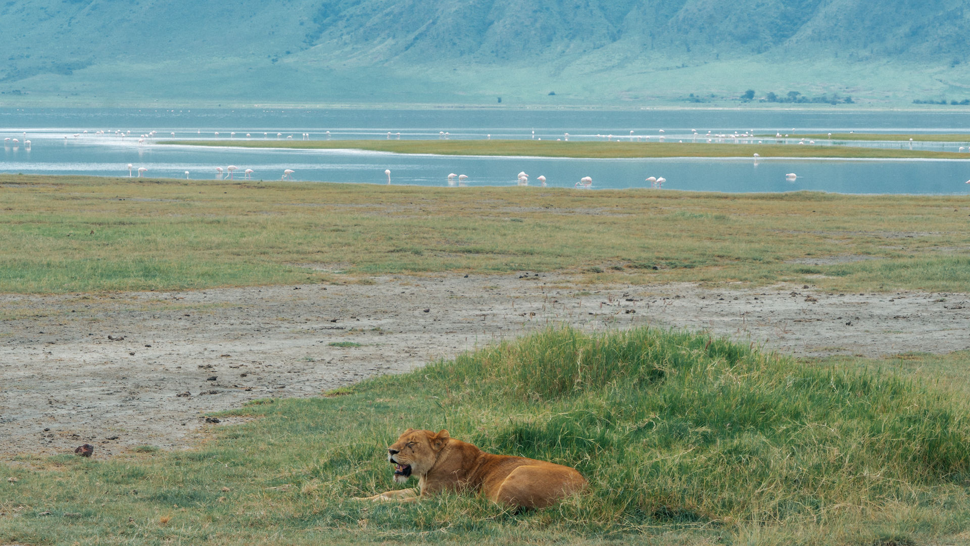 Tarangire & Ngorongoro Safari